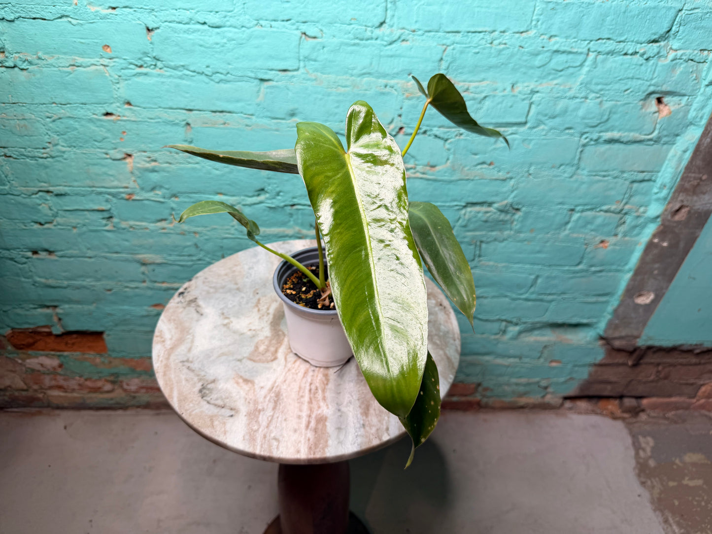 Philodendron-Spirit of Sacti