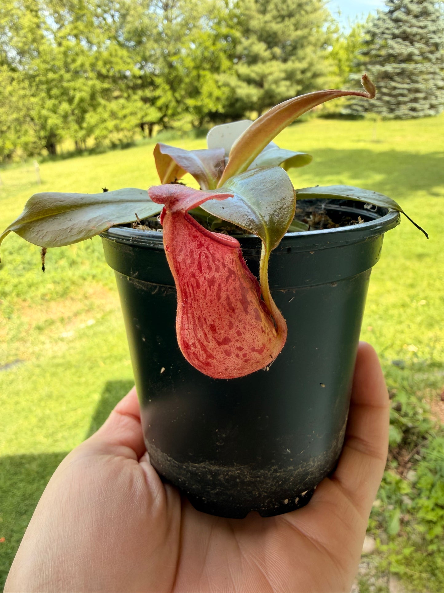 Nepenthes Pitcher Plant “Gaya” 4”