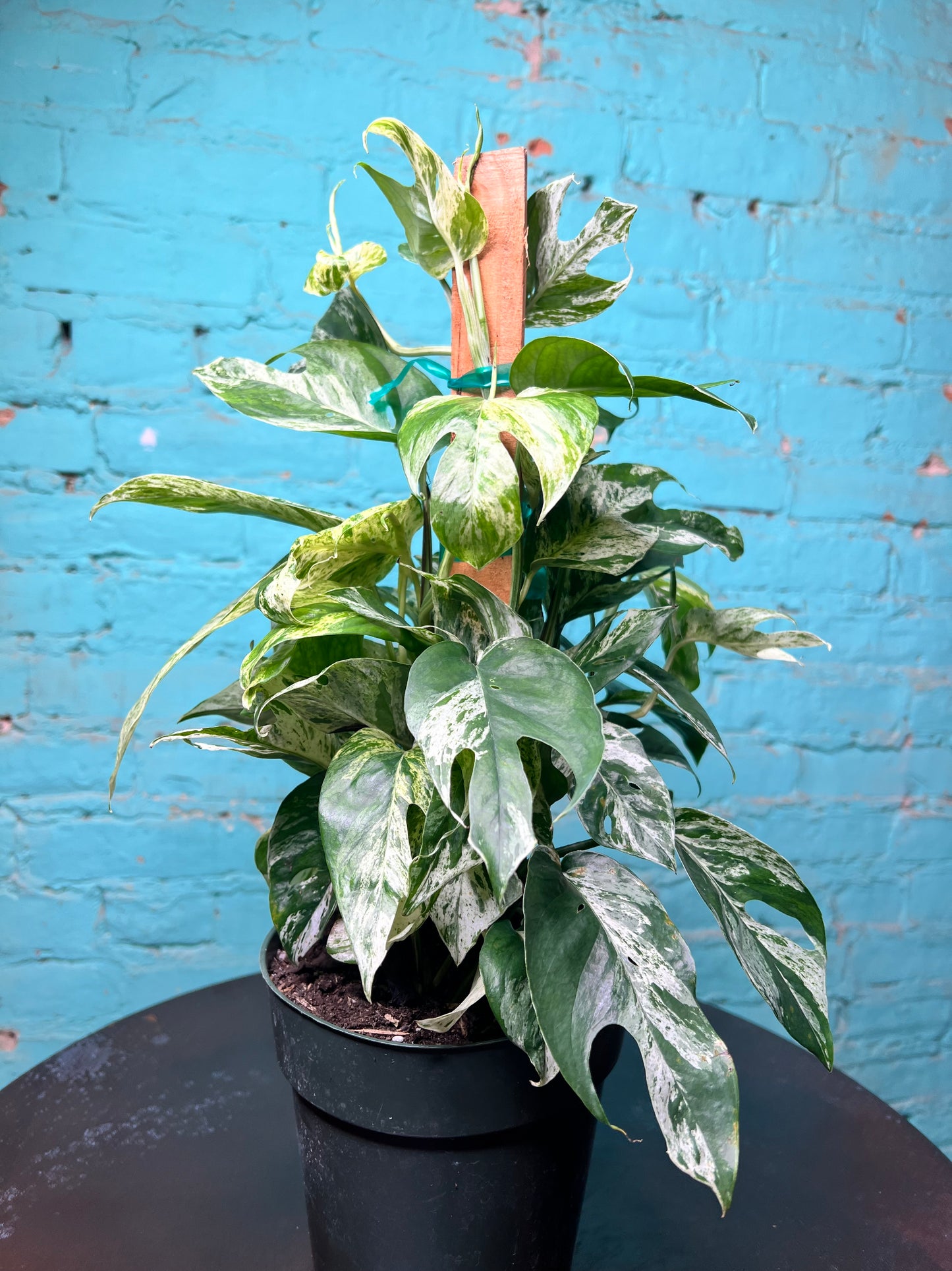 Epipremnum Pinnatum Marble Flame 6” totem