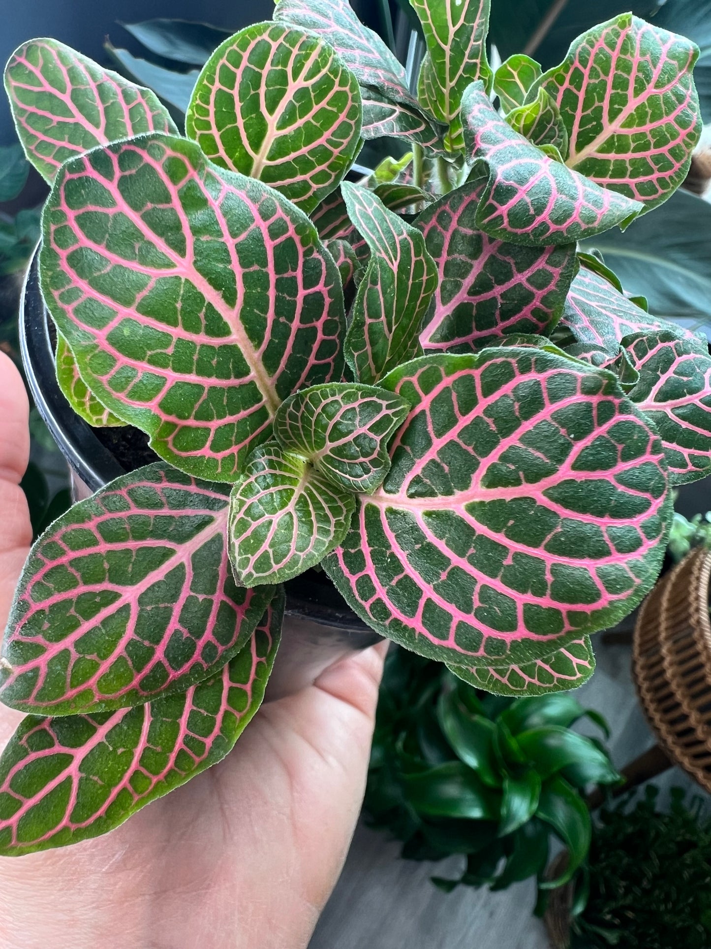 Nerveplant-Albivenis (Fuzzy stems)