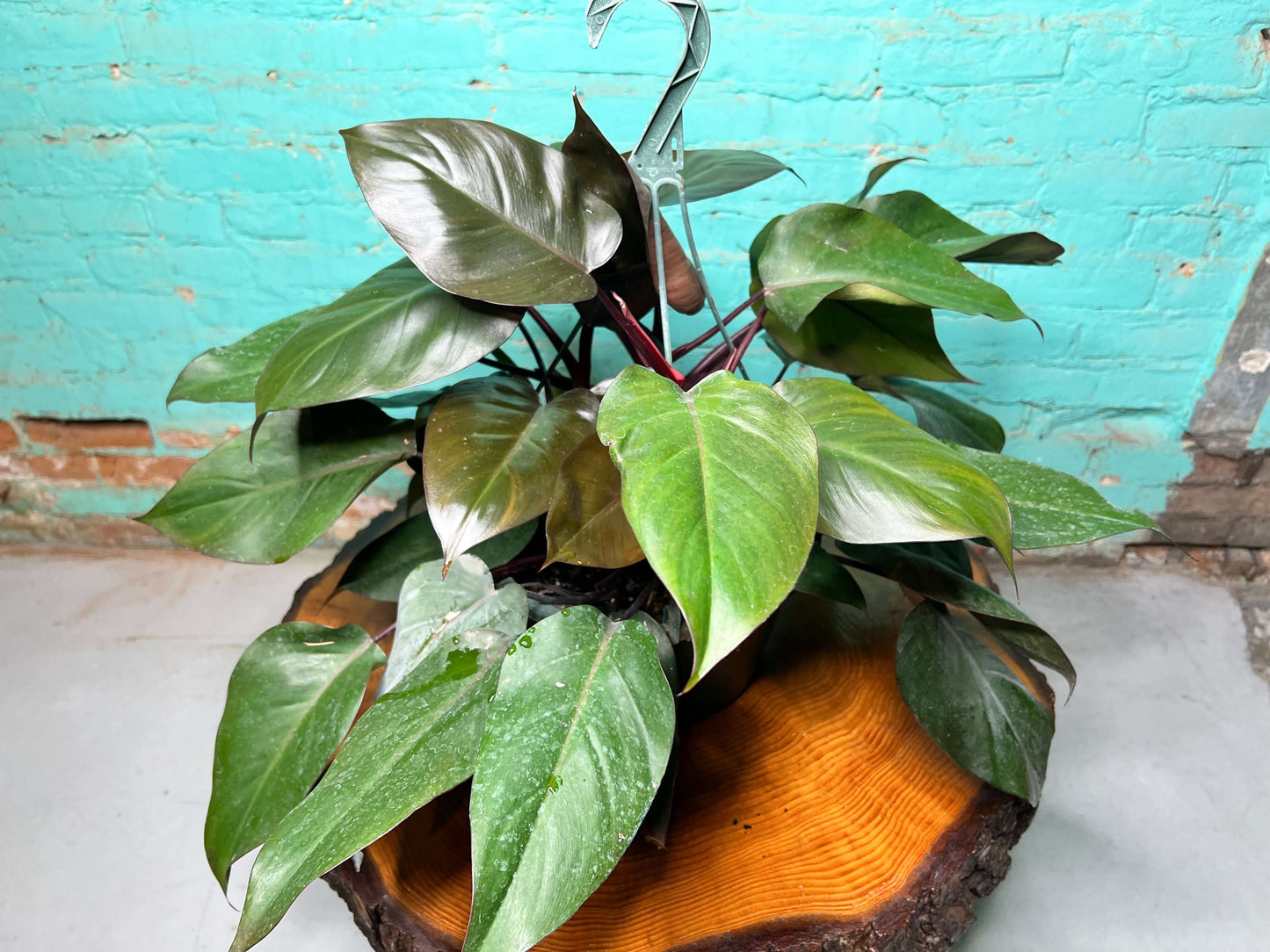 Philodendron Bloody Mary 10” basket showcasing vibrant green and burgundy leaves with deep red stems.