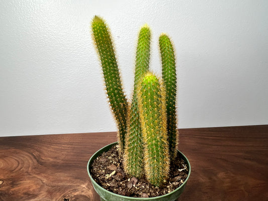 Rat Tail Cactus 4”