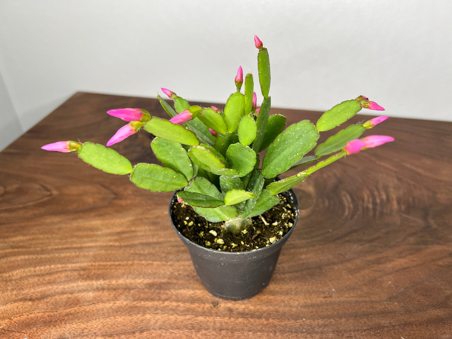 Spring Cactus 4”