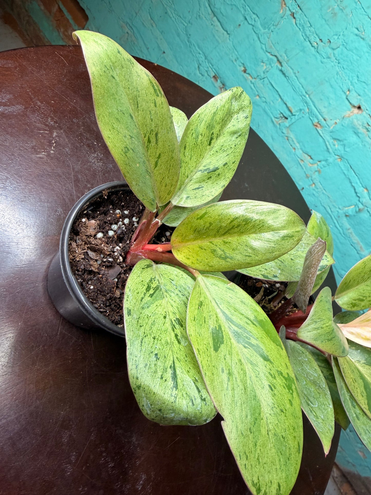 Philodendron ‘Congo Mint Marble’ 4”