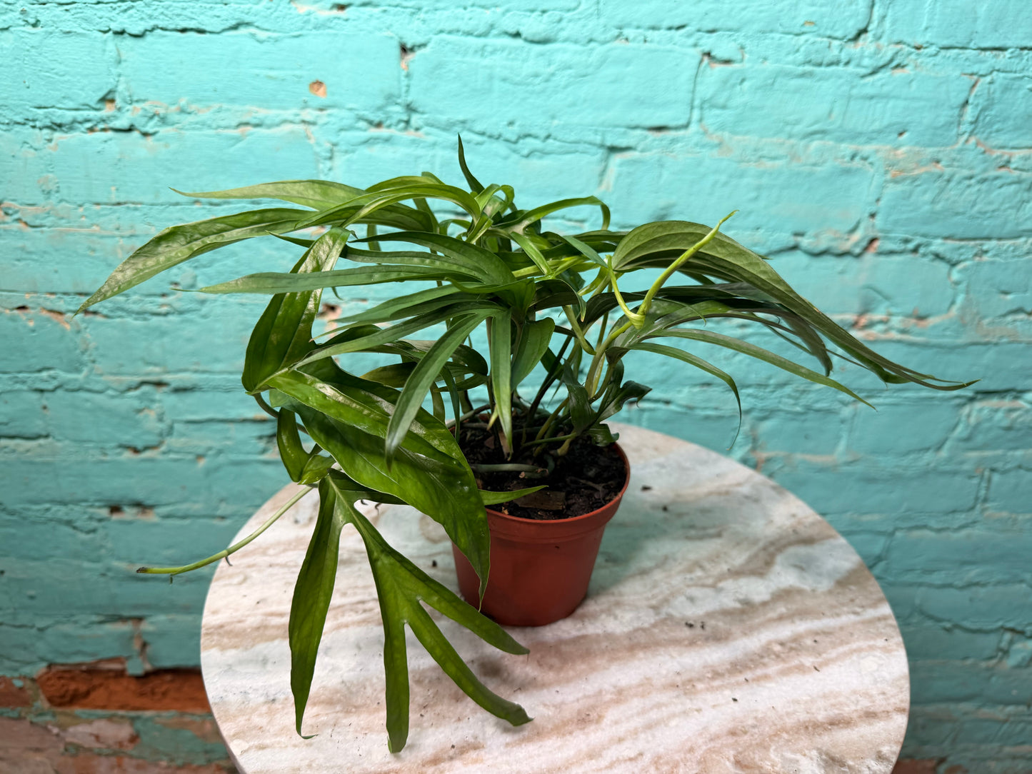 Amydrium Zippelianum 4”