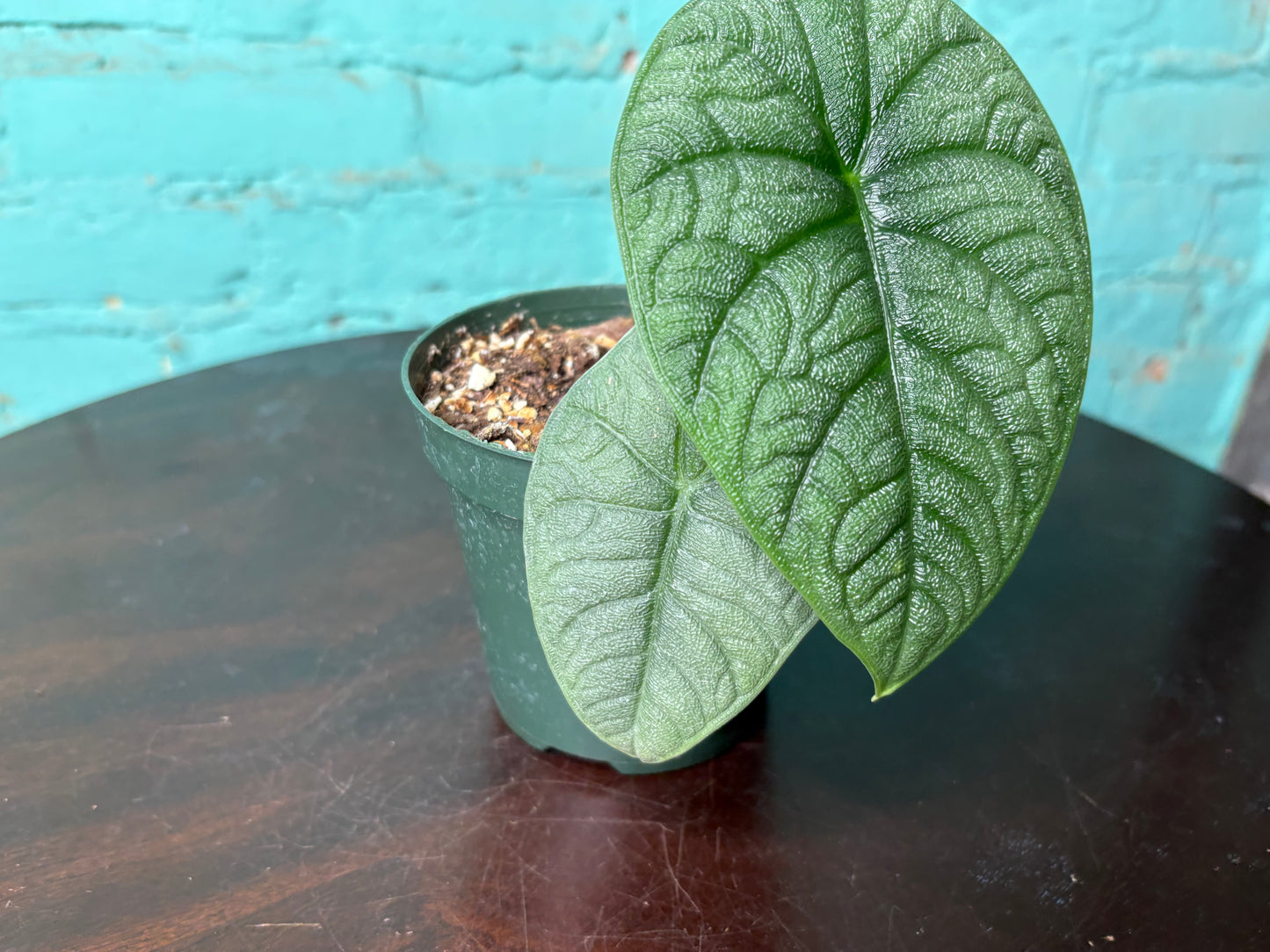 Alocasia Melo