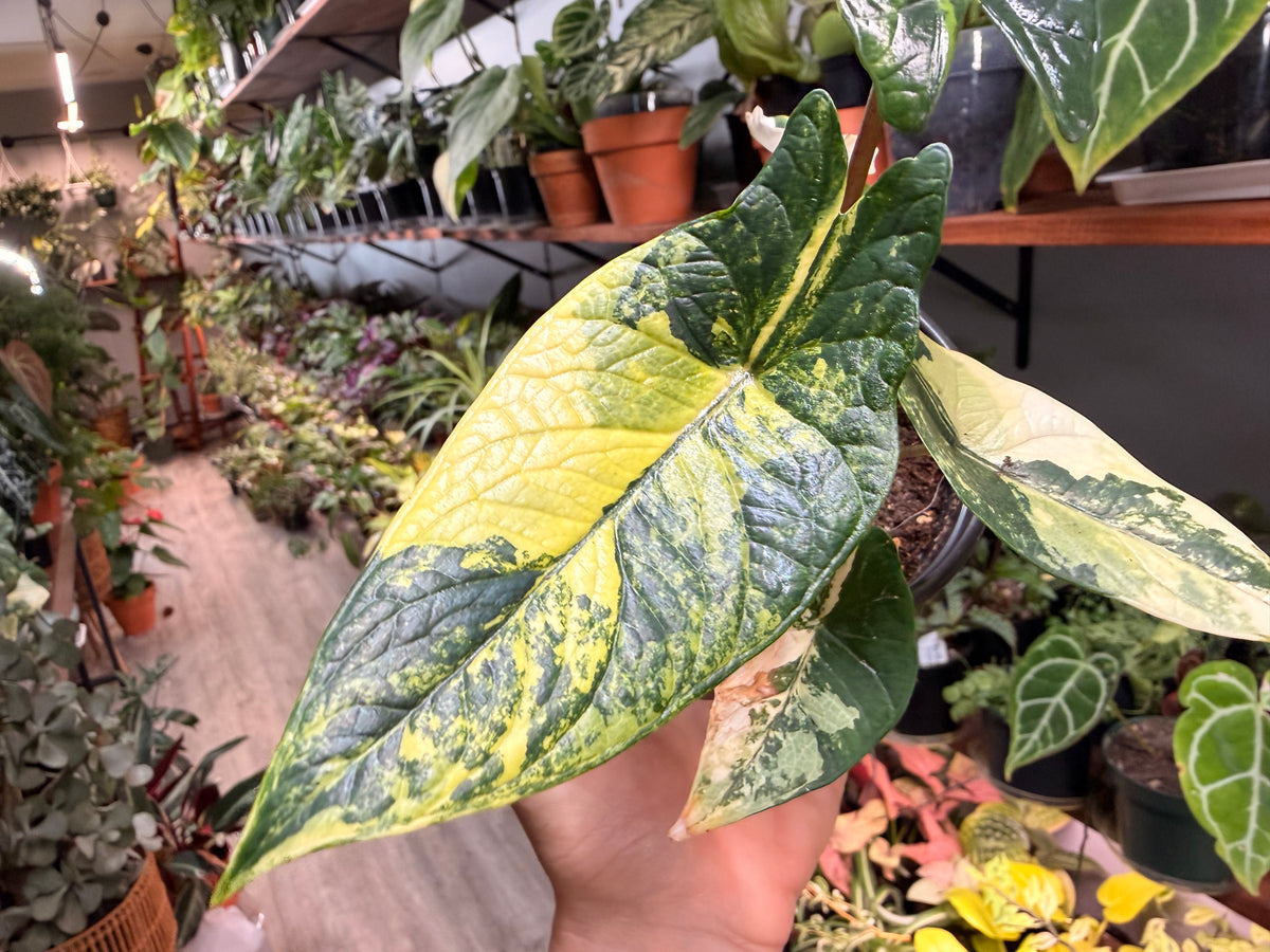 Alocasia Scalprum Aurea 4”