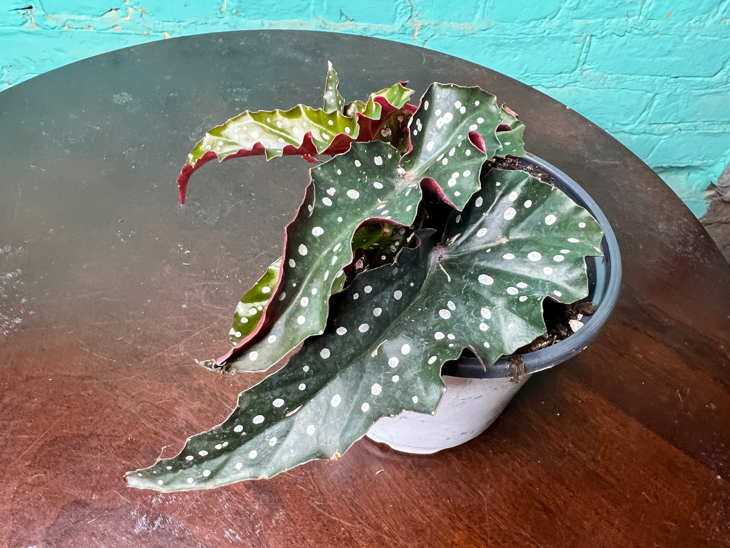 Begonia Dark Forest 5”