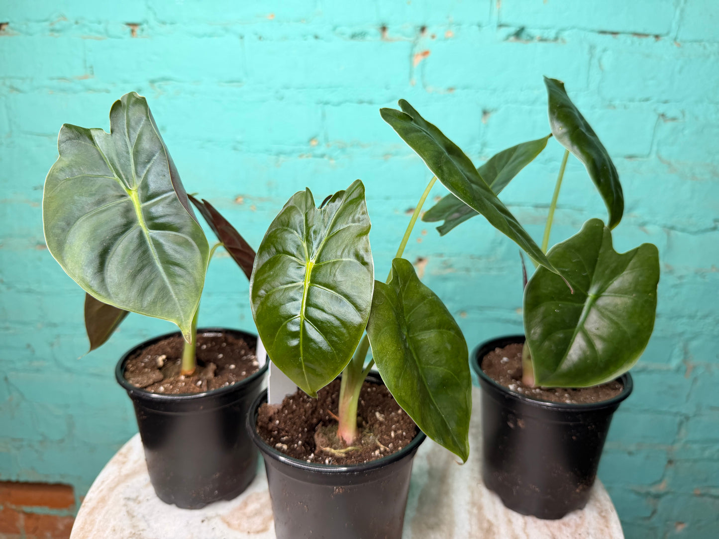 Alocasia Golden Bones 4”