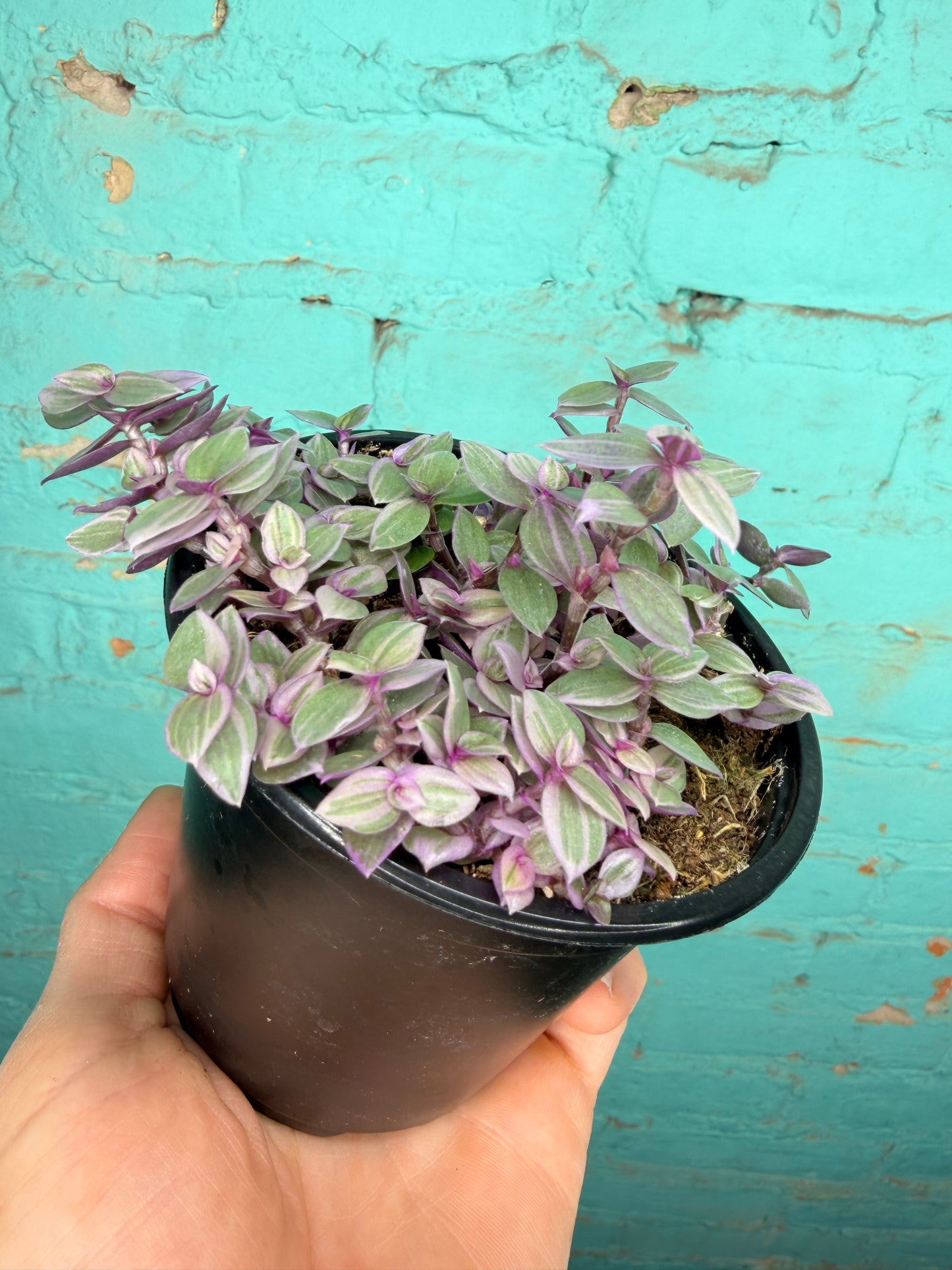Pink Panther Bolivian Jew- Callisia