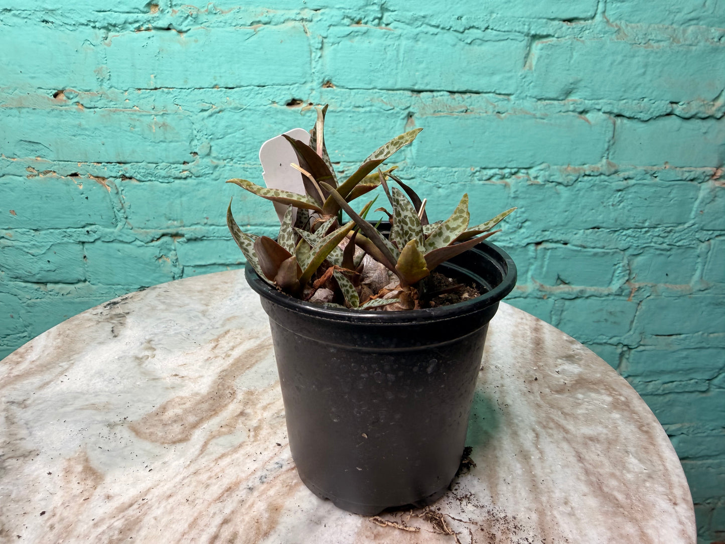 Scilla violacea or Ledebouria socialis ‘Leopard Lily’ 4”