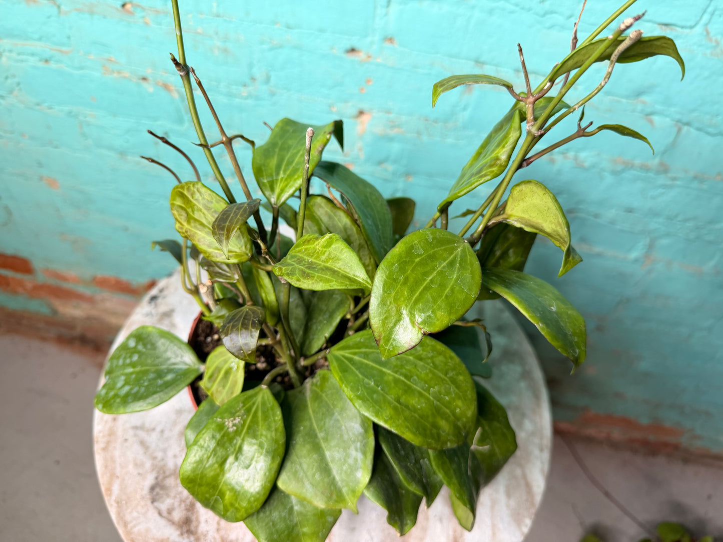Hoya Quinquenervia 6”