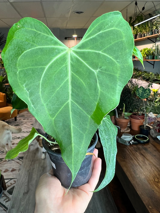 Anthurium Delta Force 4”