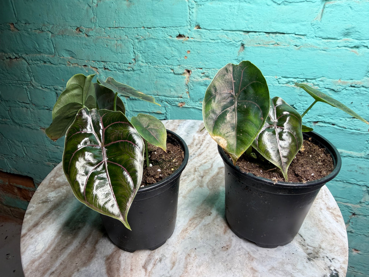 Alocasia Azlanii 4”
