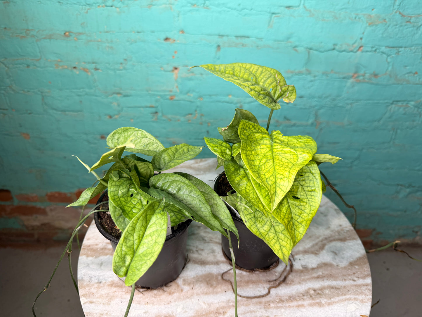 Amydrium Medium Silver 4” (“Monstera Spider-Man)
