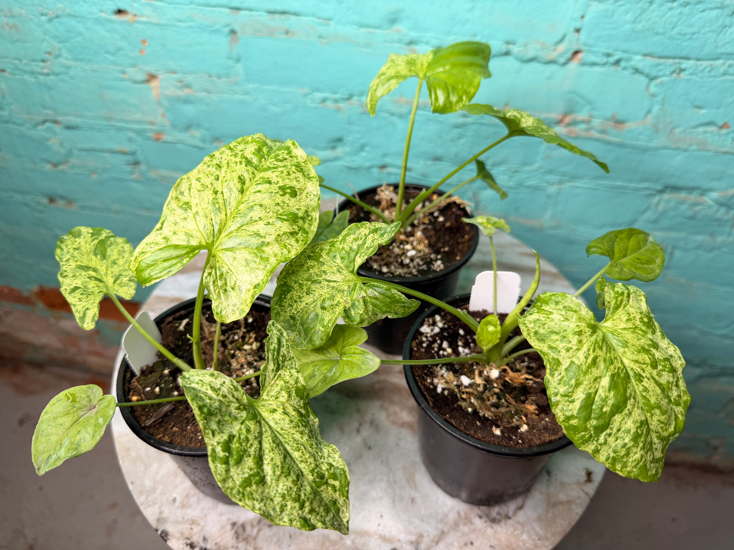 Syngonium ‘Mojito’ 4”