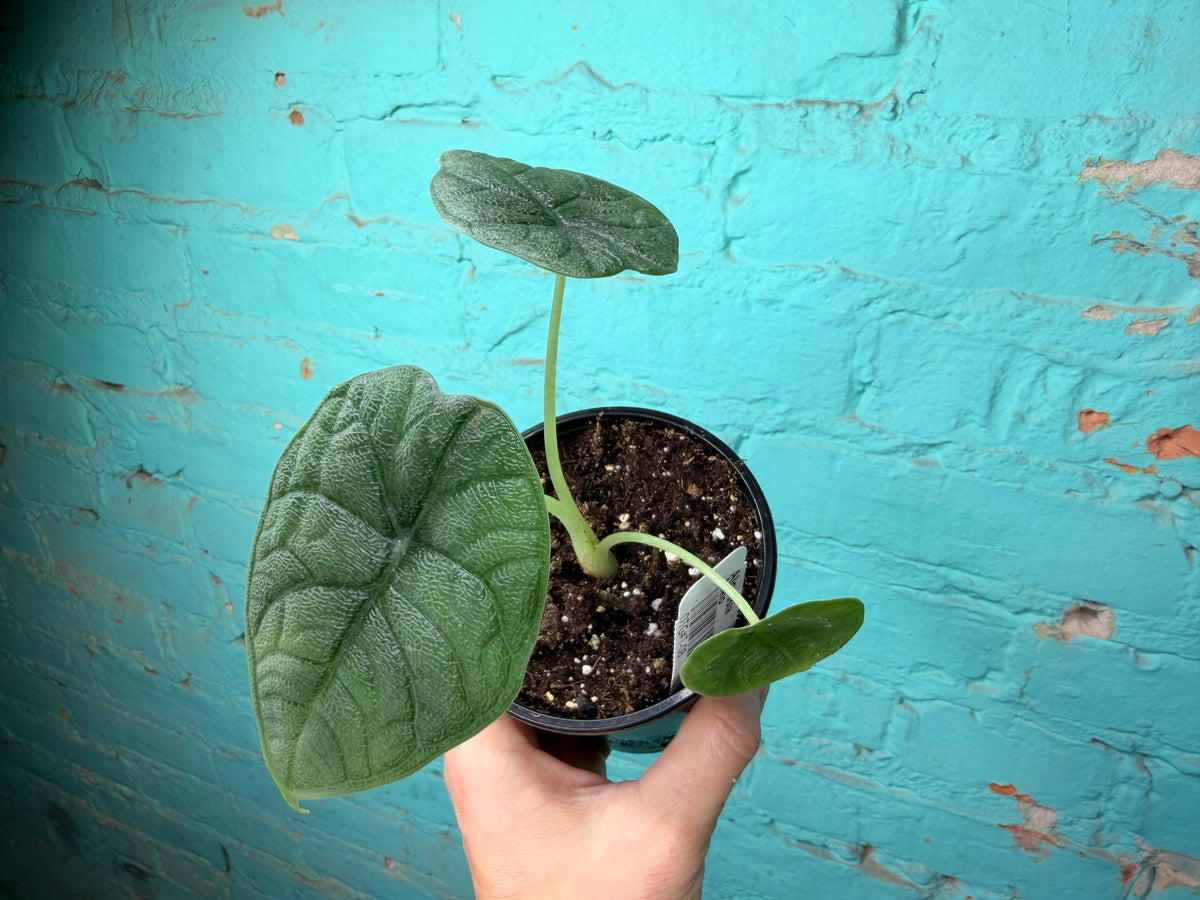 Alocasia Melo 4”
