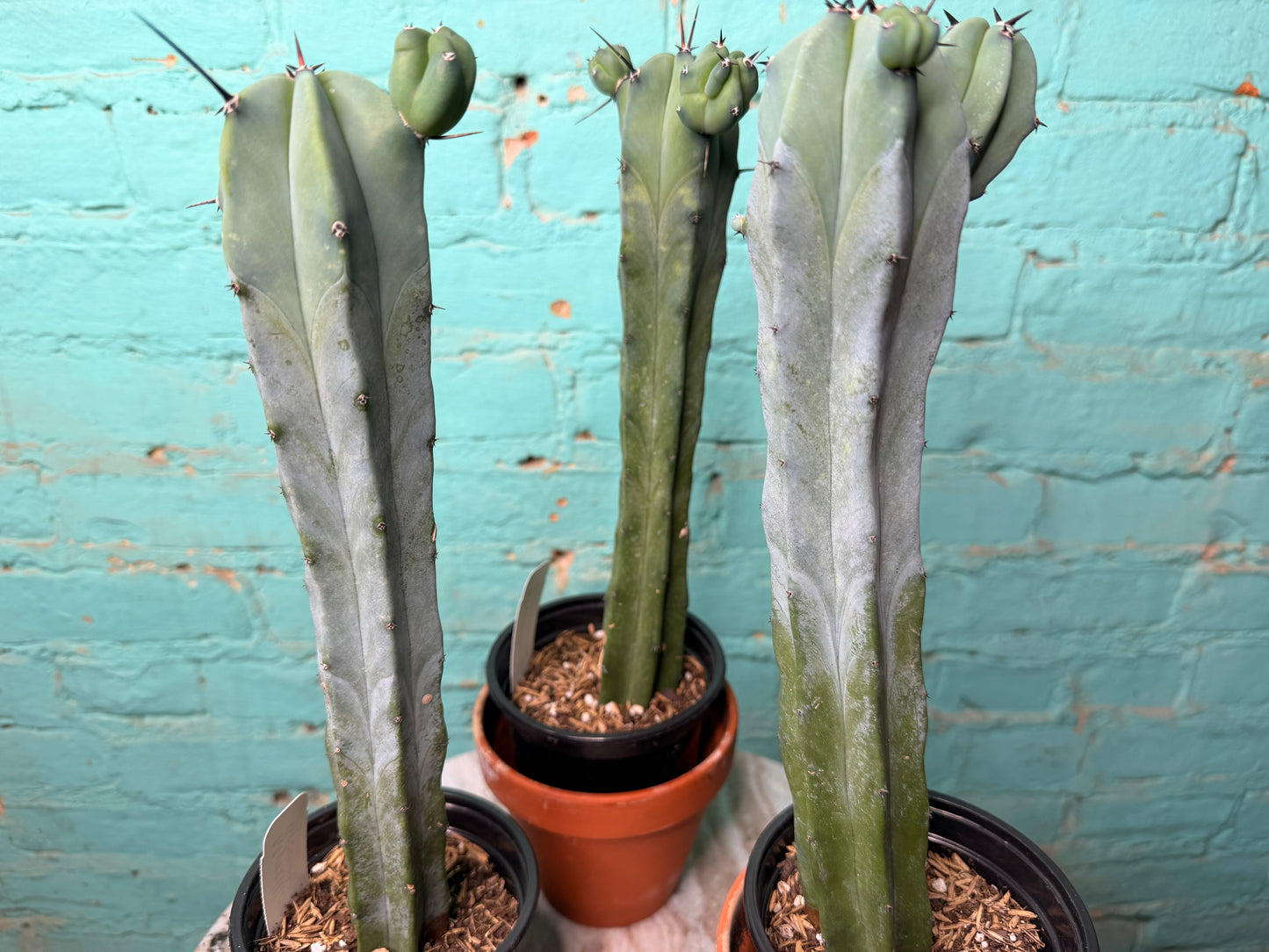 Myrtillocactus Geometrizans 4” “Blue candle Cactus