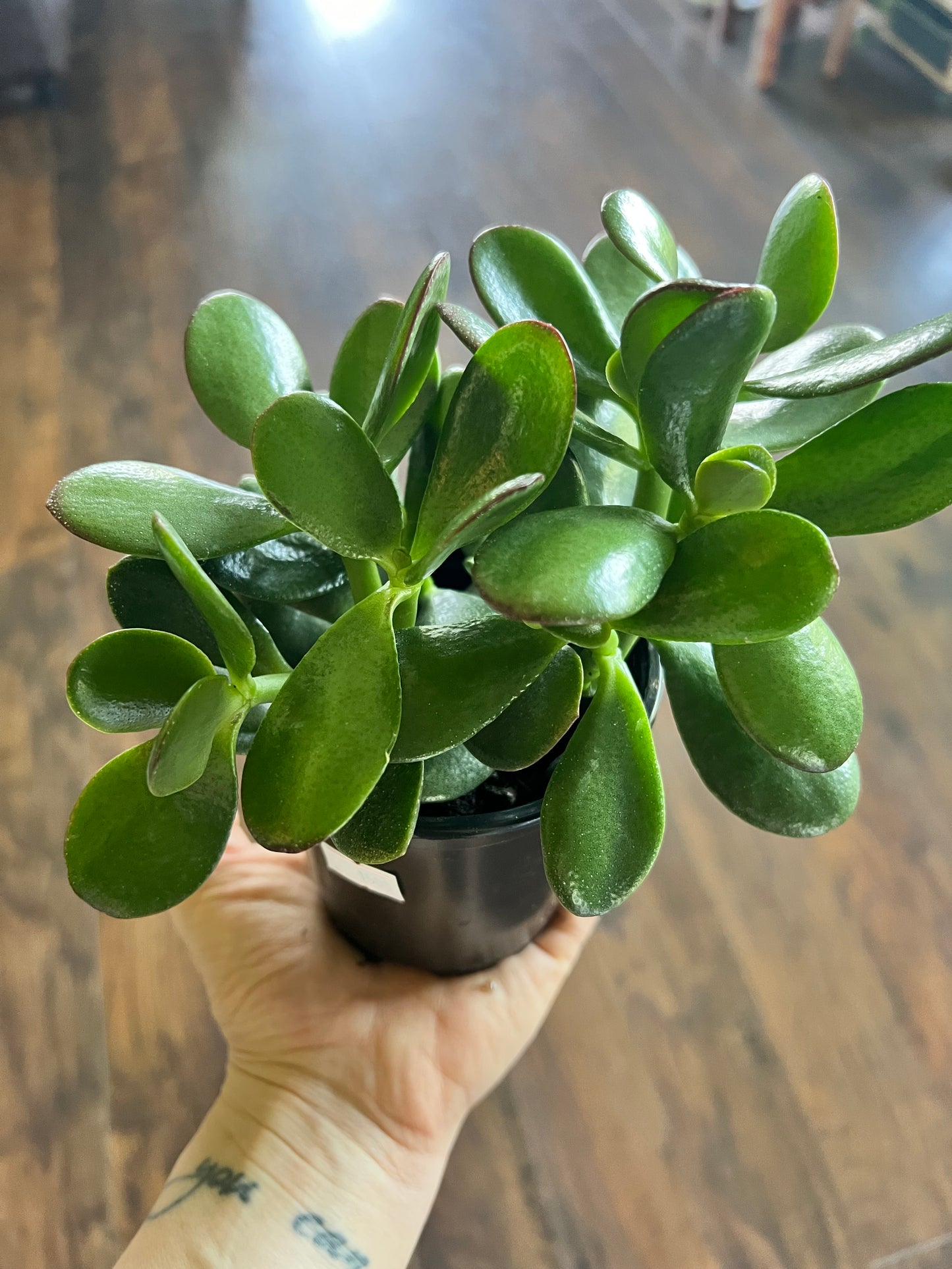 Jade (4 inch)