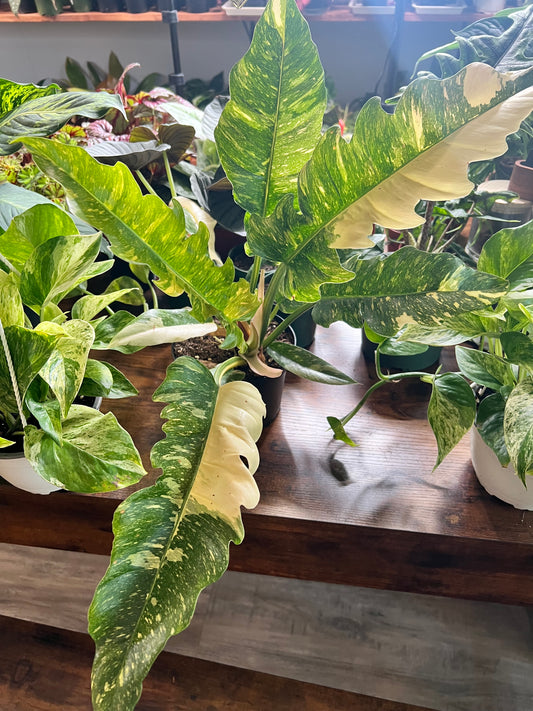 Philodendron Ring of Fire 6”