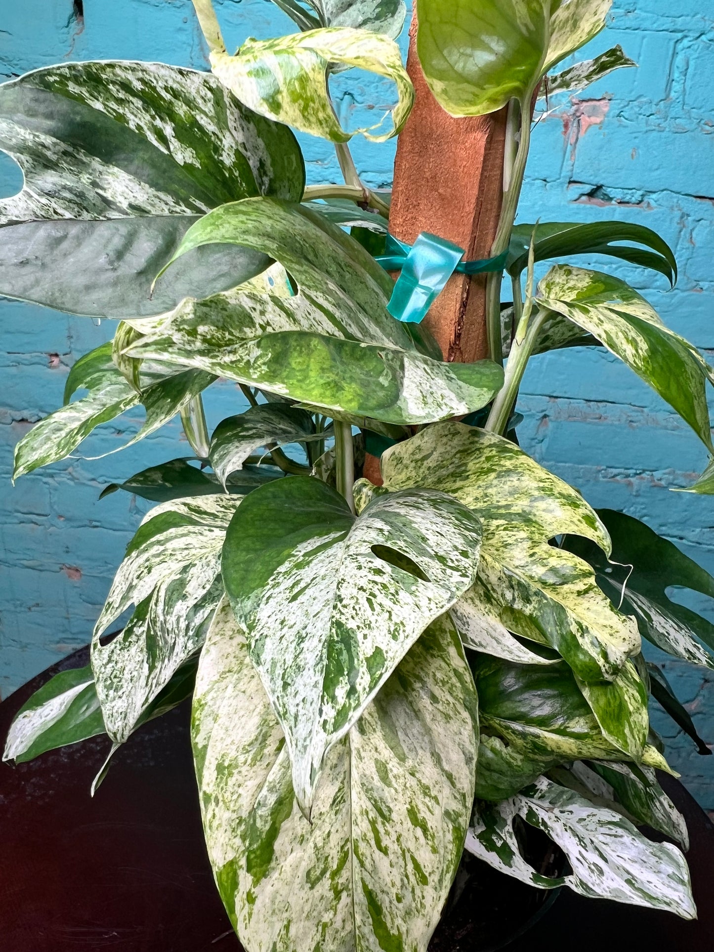 Epipremnum Pinnatum Marble Flame 6” totem