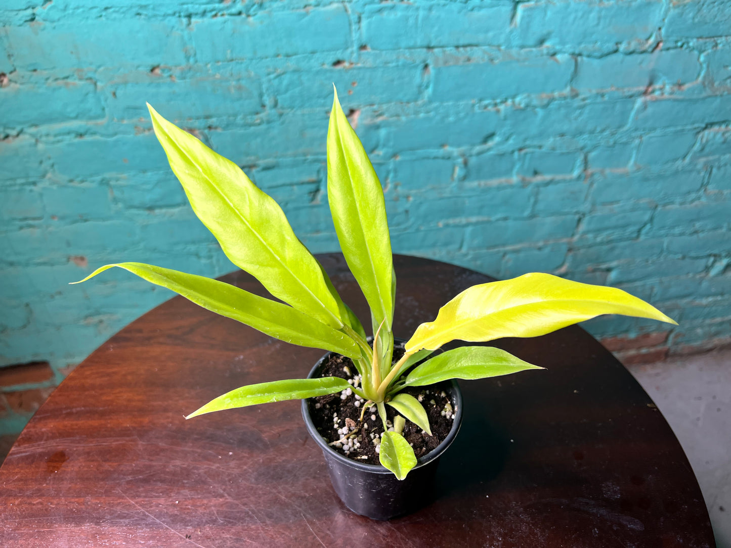 Philodendron Golden Crocodile 4”