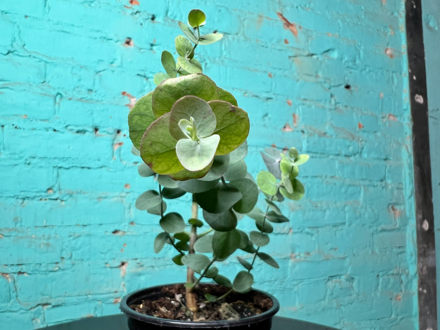 Eucalyptus Silver Dollar 4”