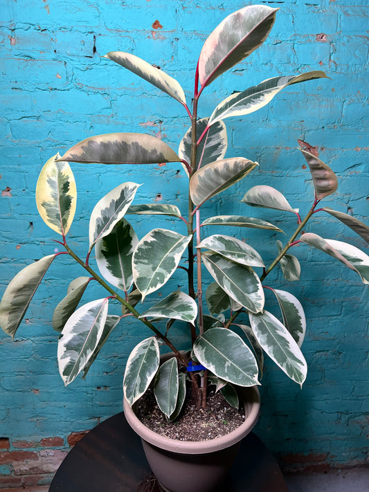 Rubber Tree-Tineke 10”