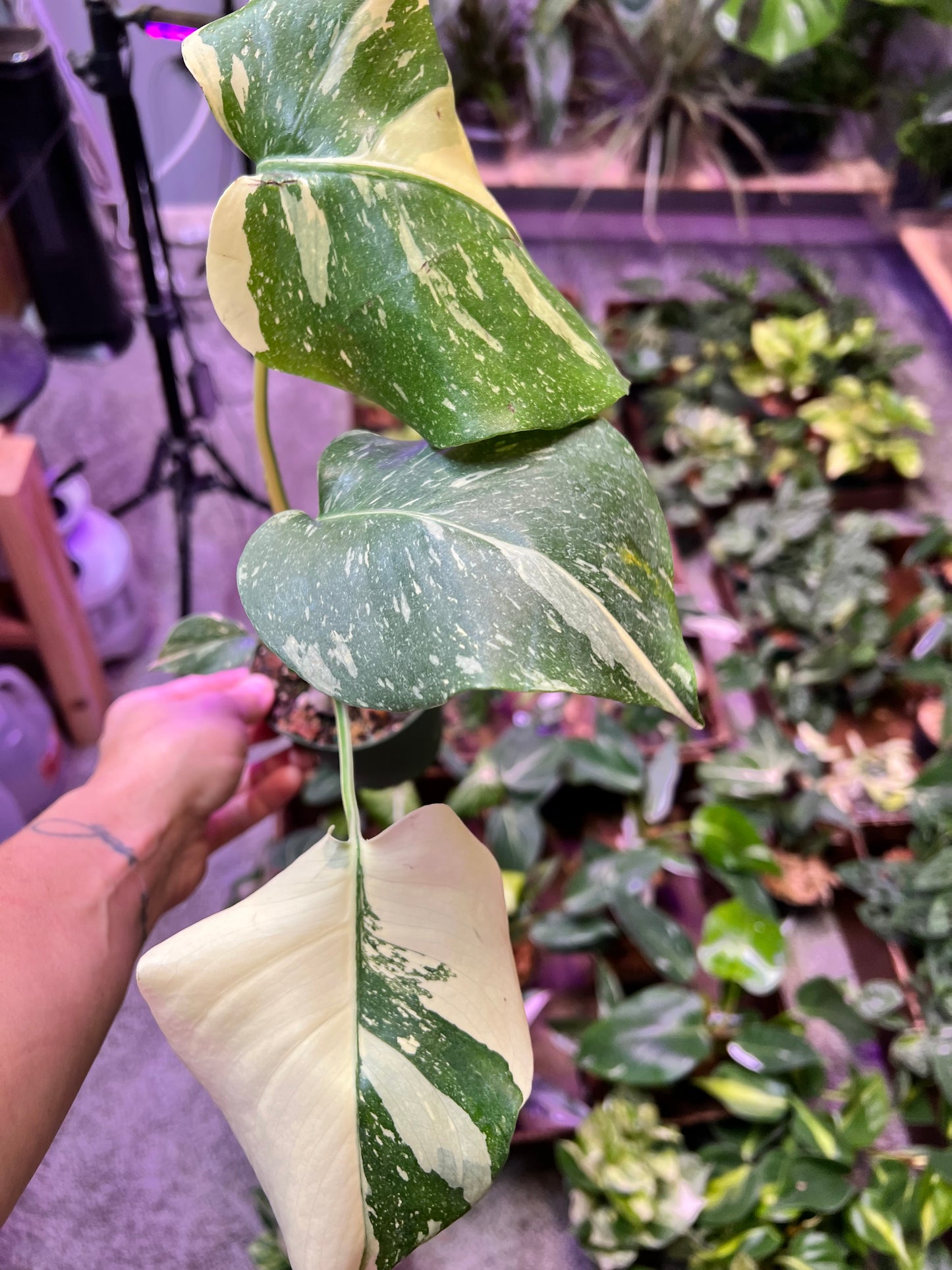 Monstera Thai
Constellation