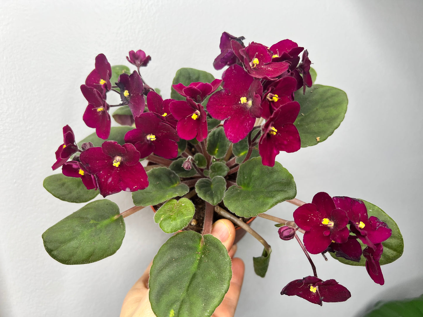 African Violets 4”