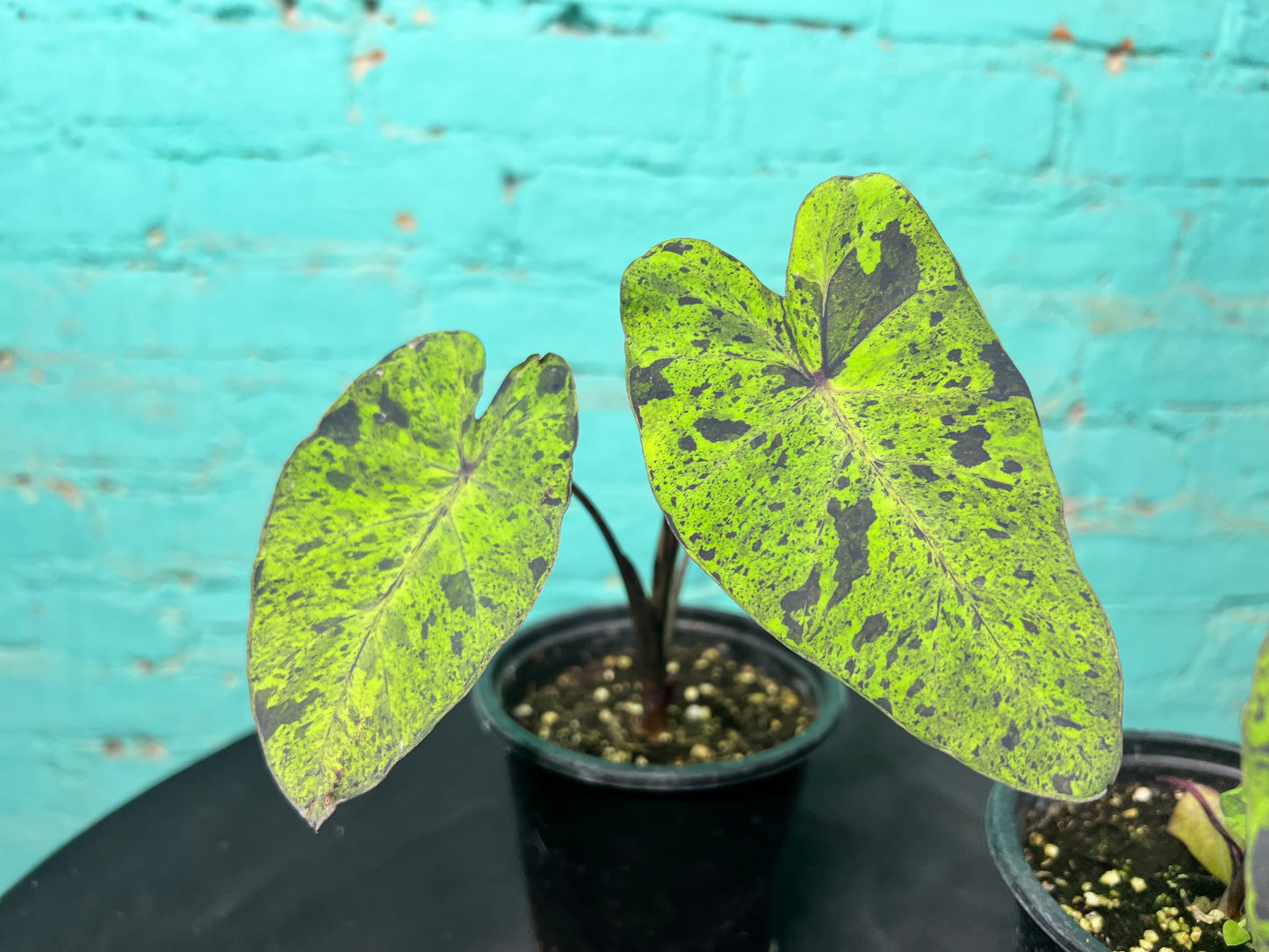 Colocasia “Mojito” 4”