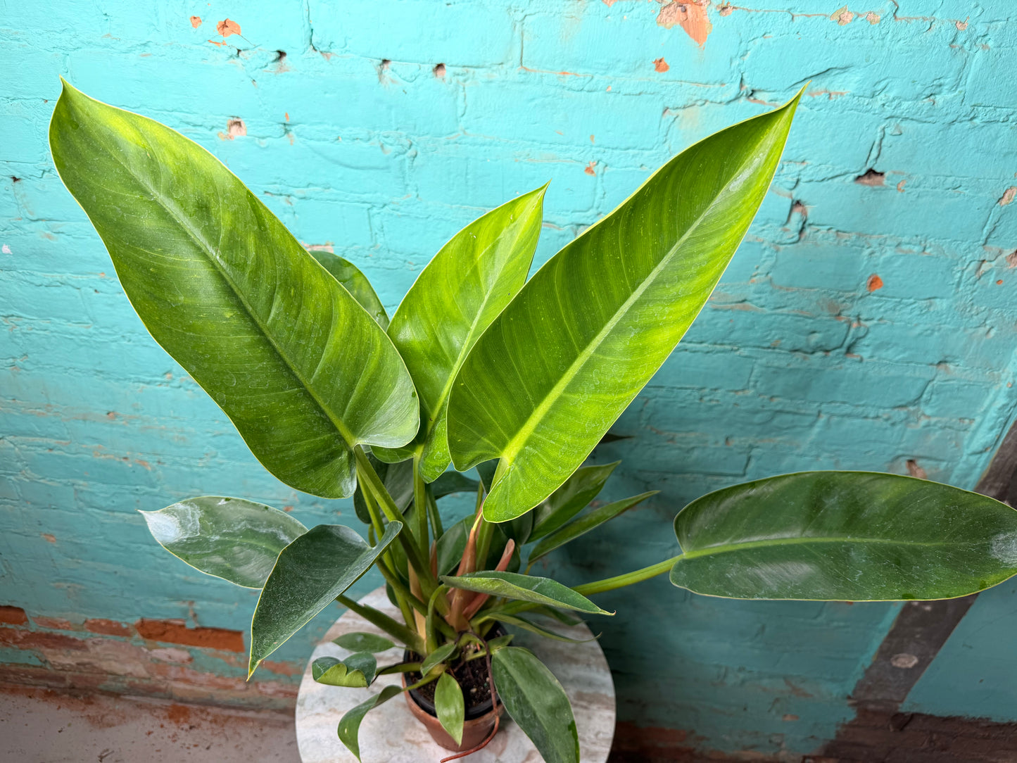 Philodendron Congo Thailand