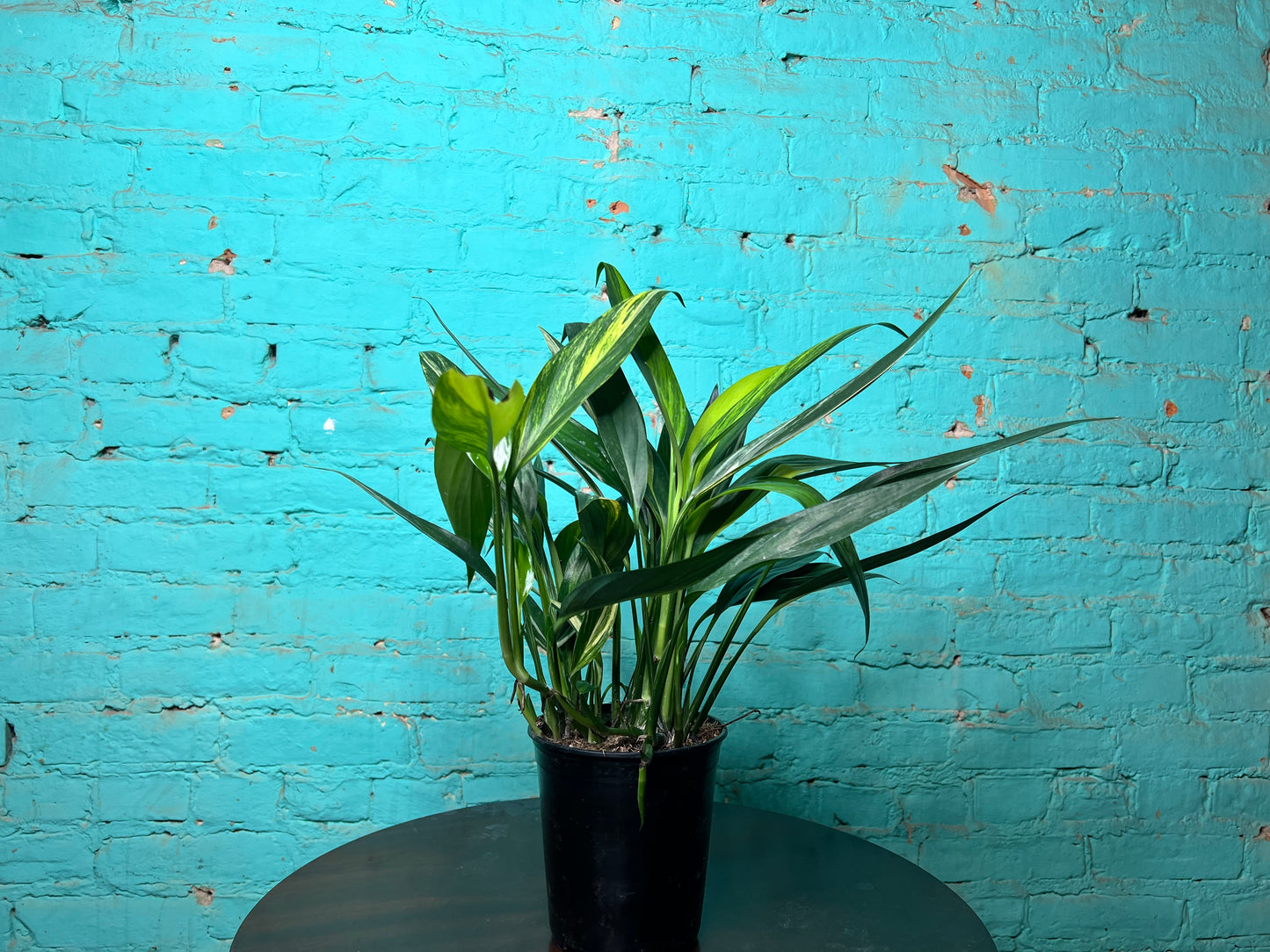 Epipremnum Amplissimum Variegated 6”