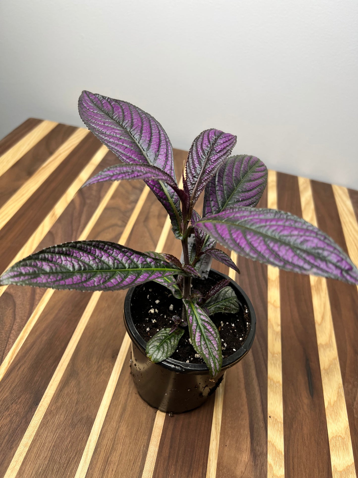 Persian Shield