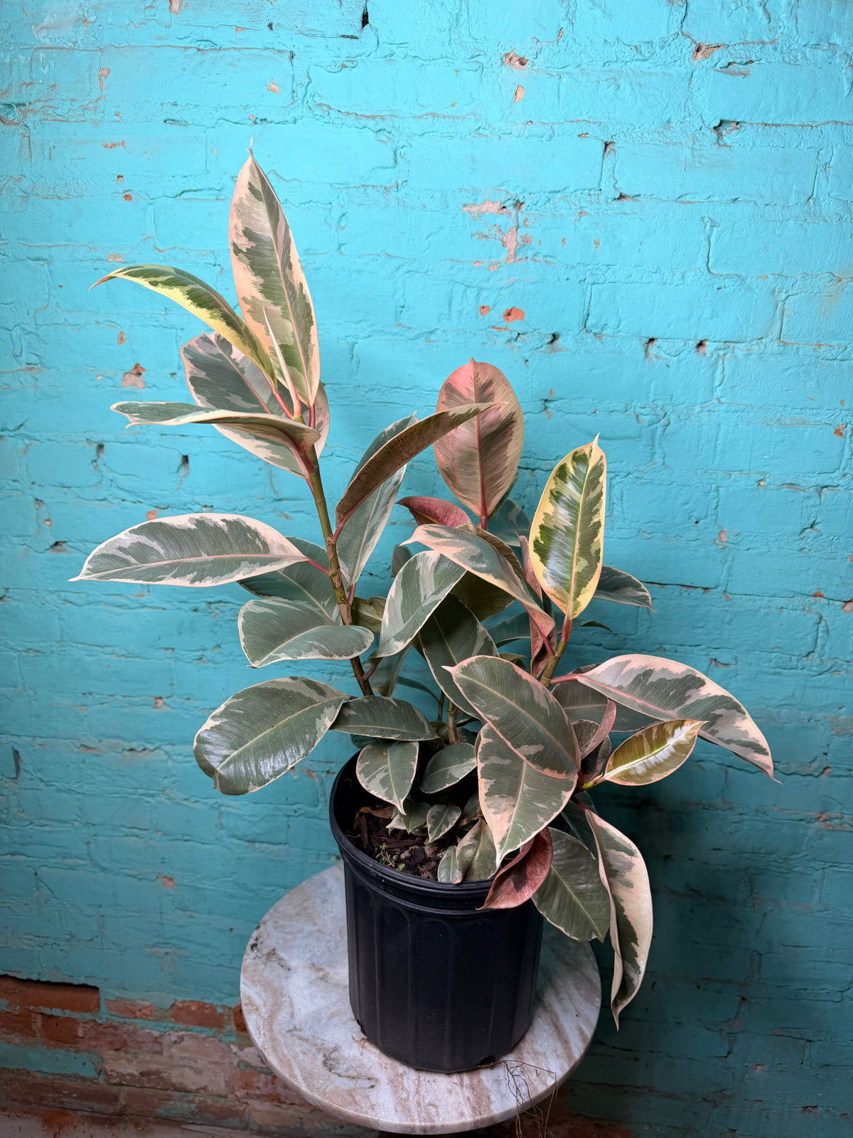 Rubber Tree Tineke 8”