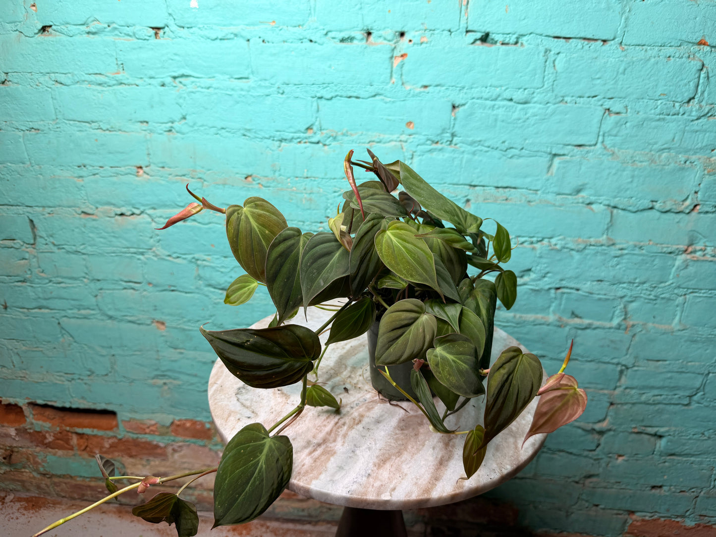 Philodendron Mican 4”