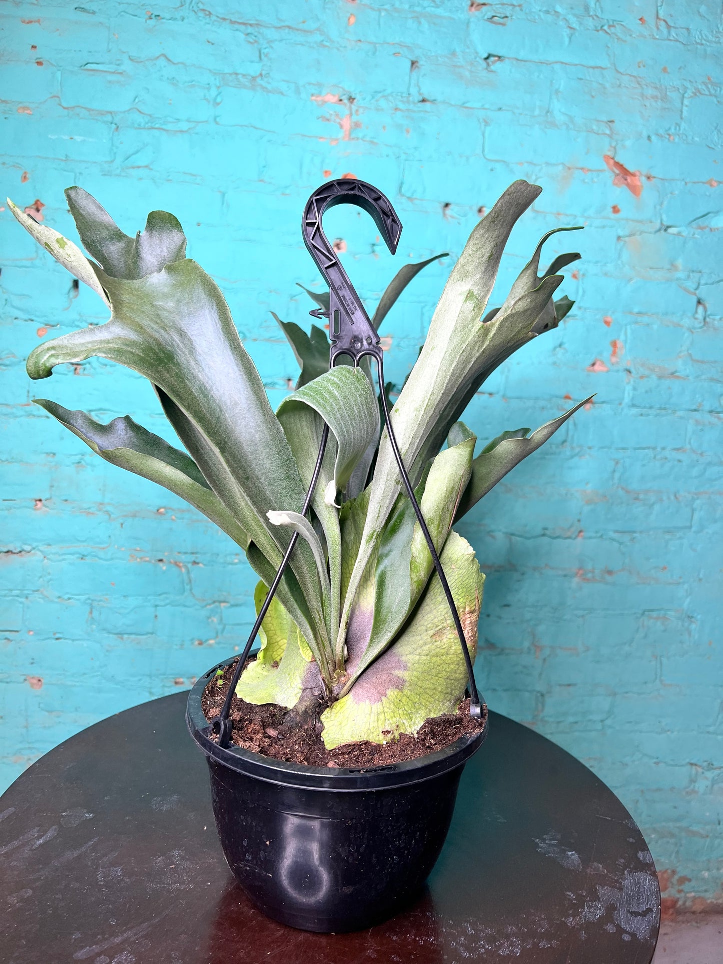 Staghorn Fern  8” basket