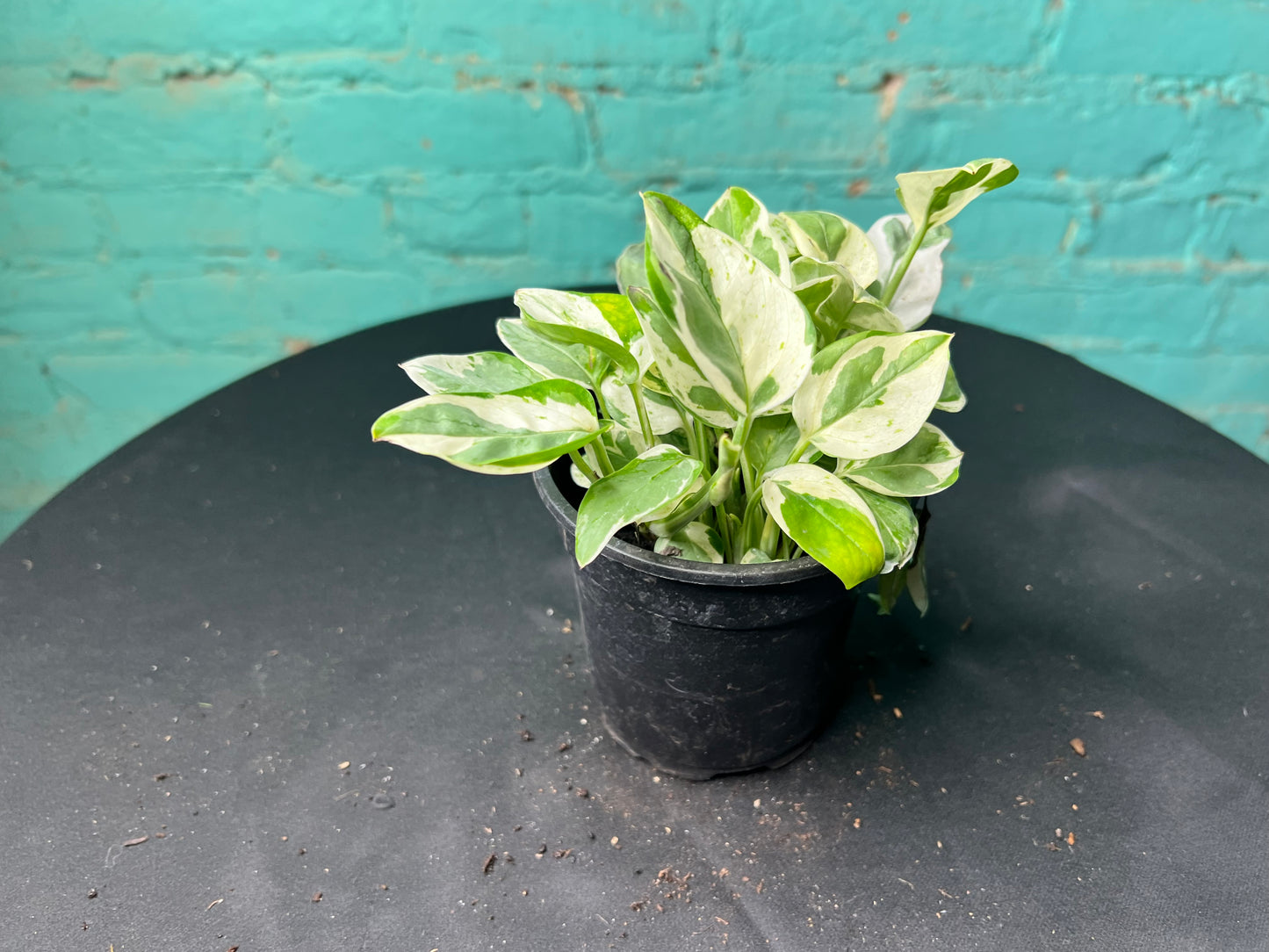 Pothos Pearls & Jade 4”