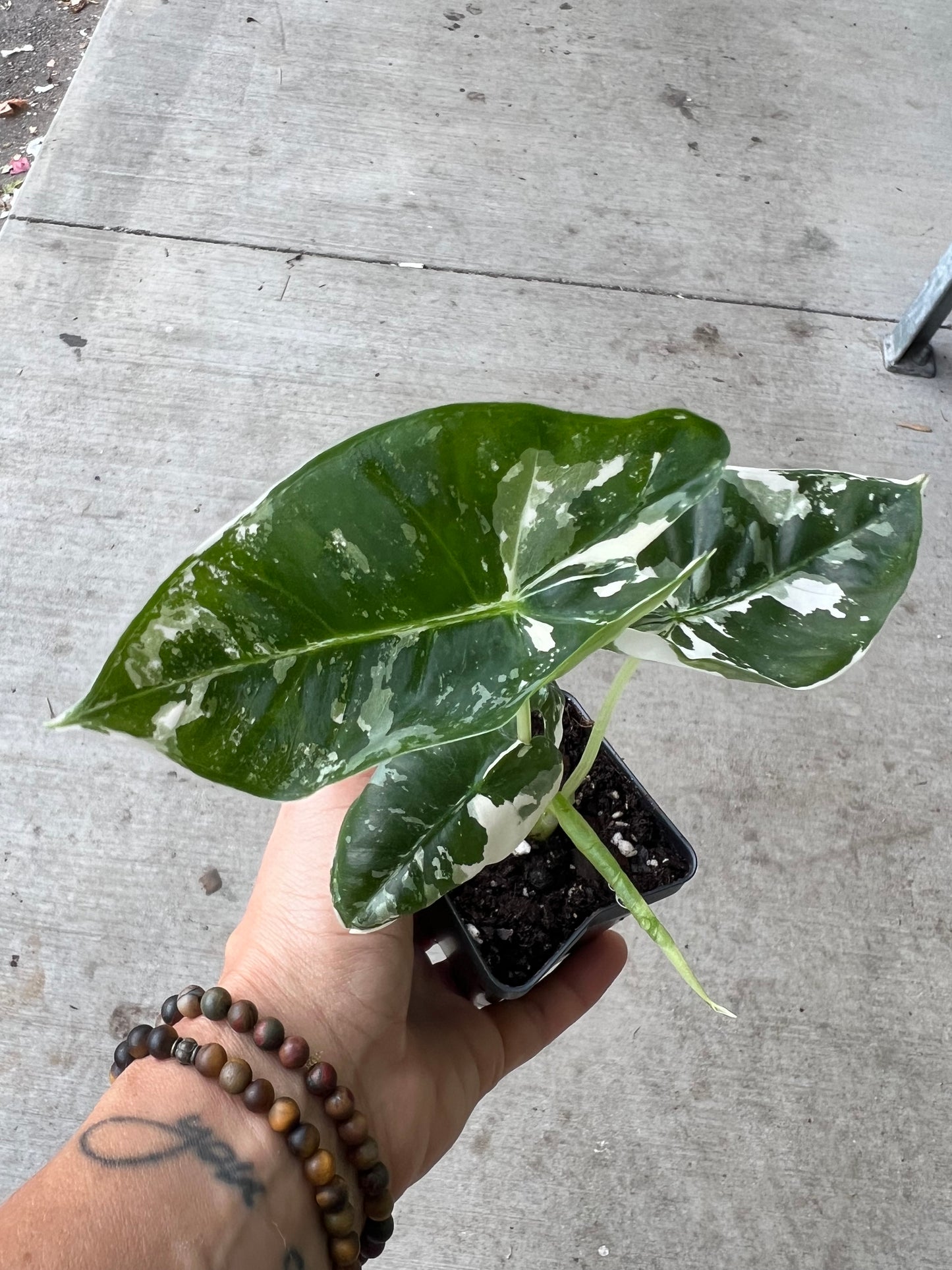 Alocasia Frydrek Variegated