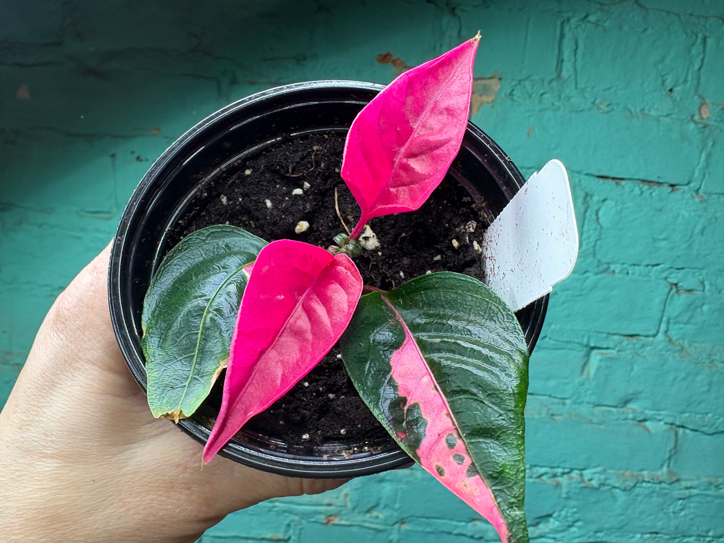 Alternanthera “Party Time” 4”