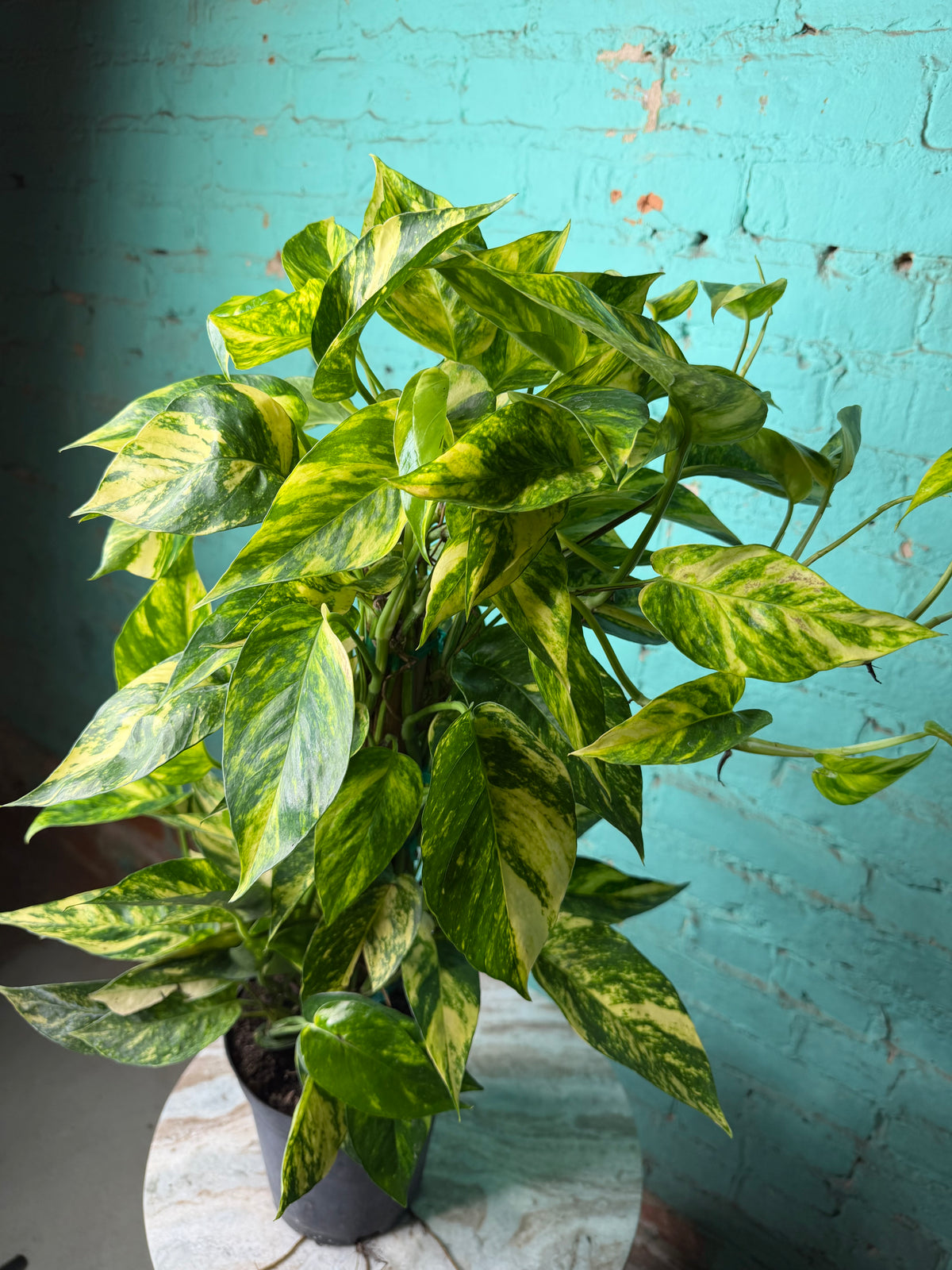 Epipremnum Pinnatum Yellow Flame 6” totem
