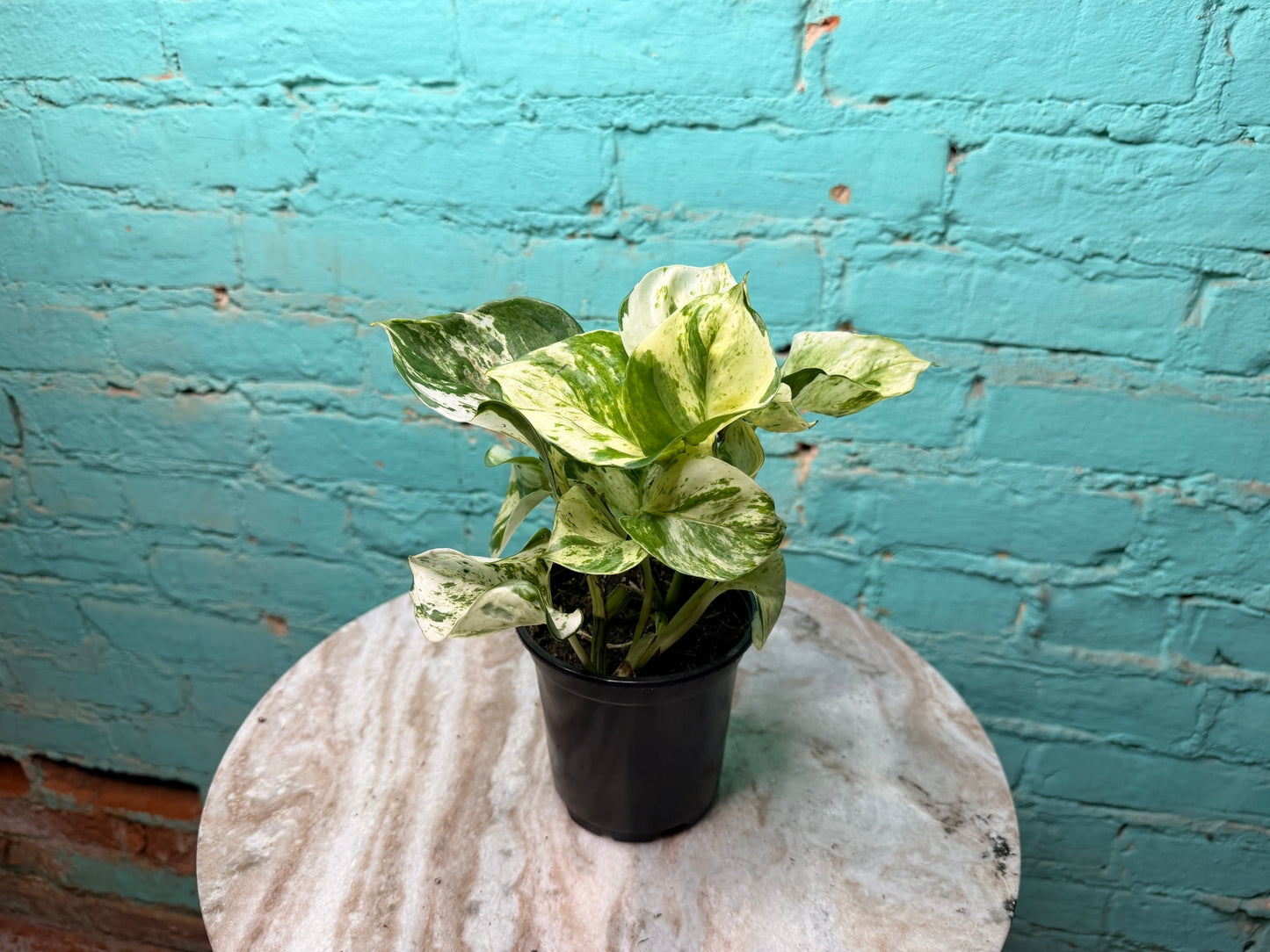 Manjula Pothos 4”