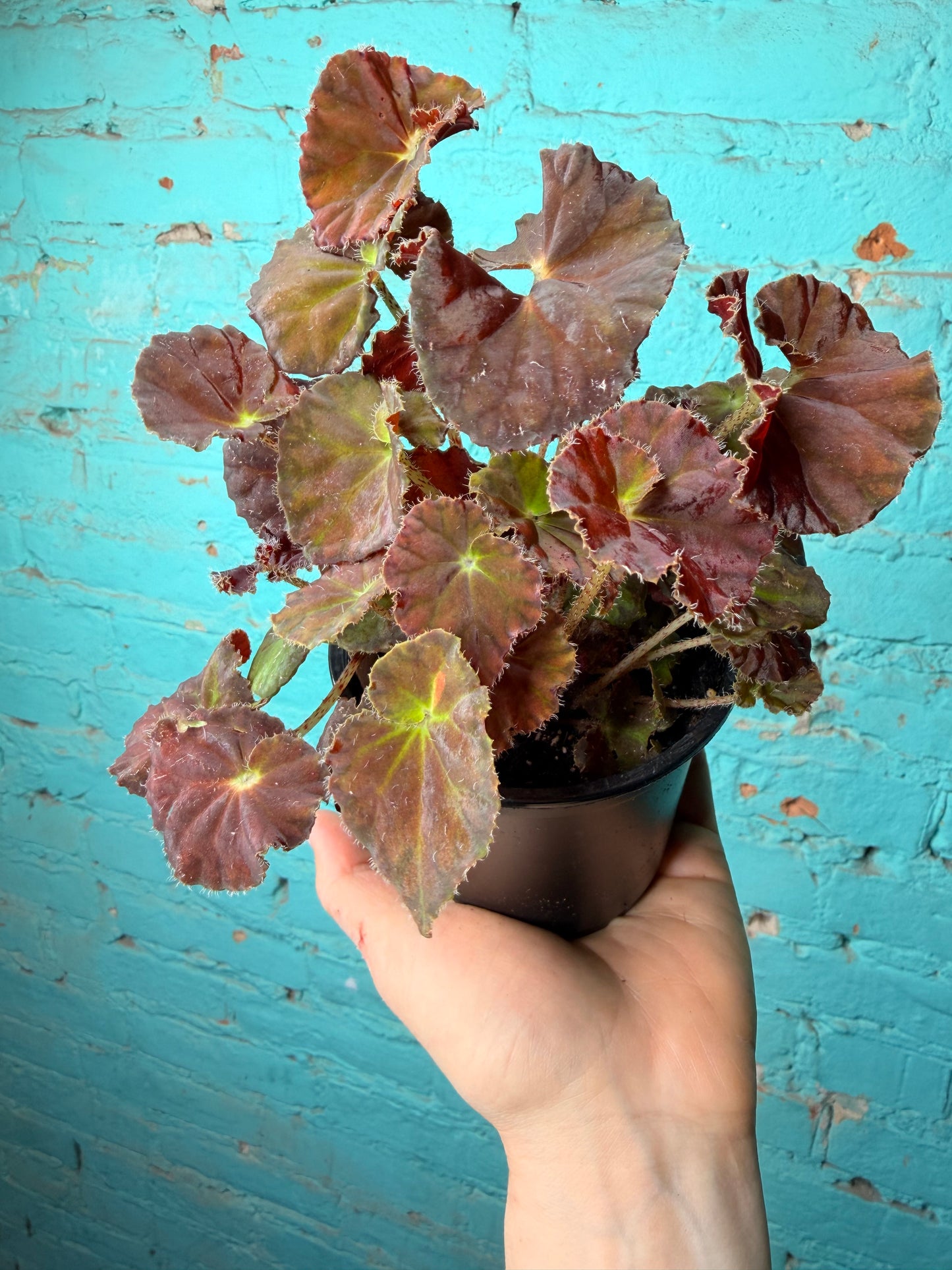 Begonia Rex “Dibs Amber ” 4”