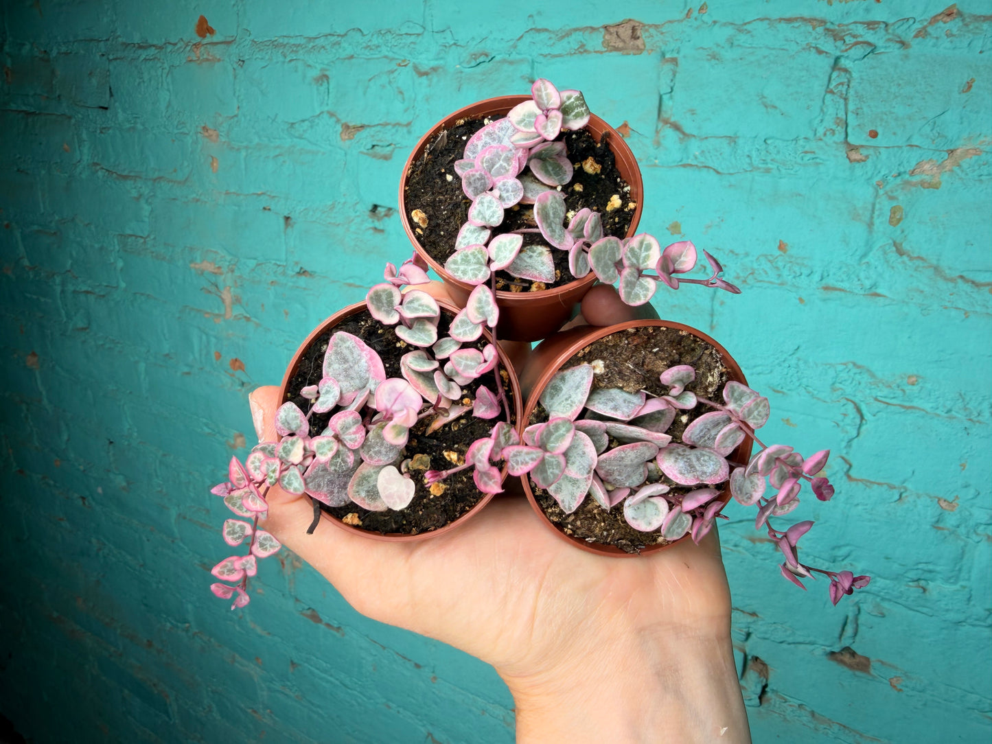Variegated String of Hearts