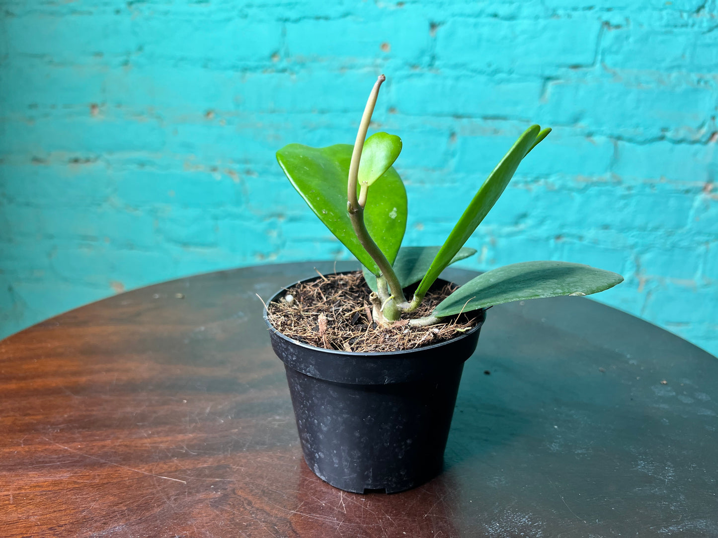 Hoya Kerri “Heart Rope”