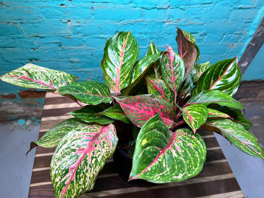 Aglaonema Valentine 10”