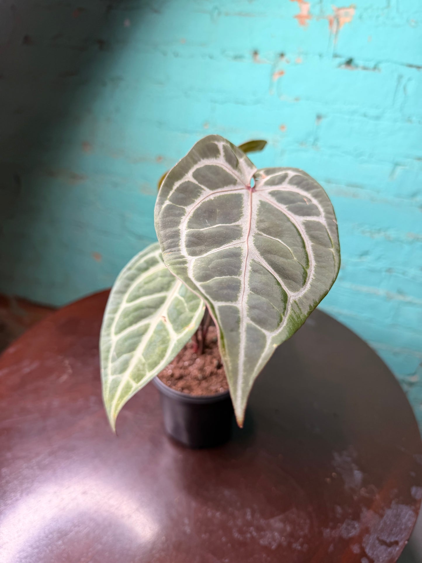 Anthurium Michelle x RVDF 4”