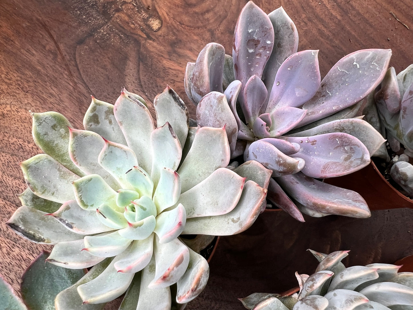 Echeveria (each)