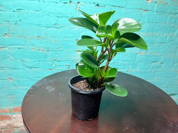 Peperomia- Spoonleaf