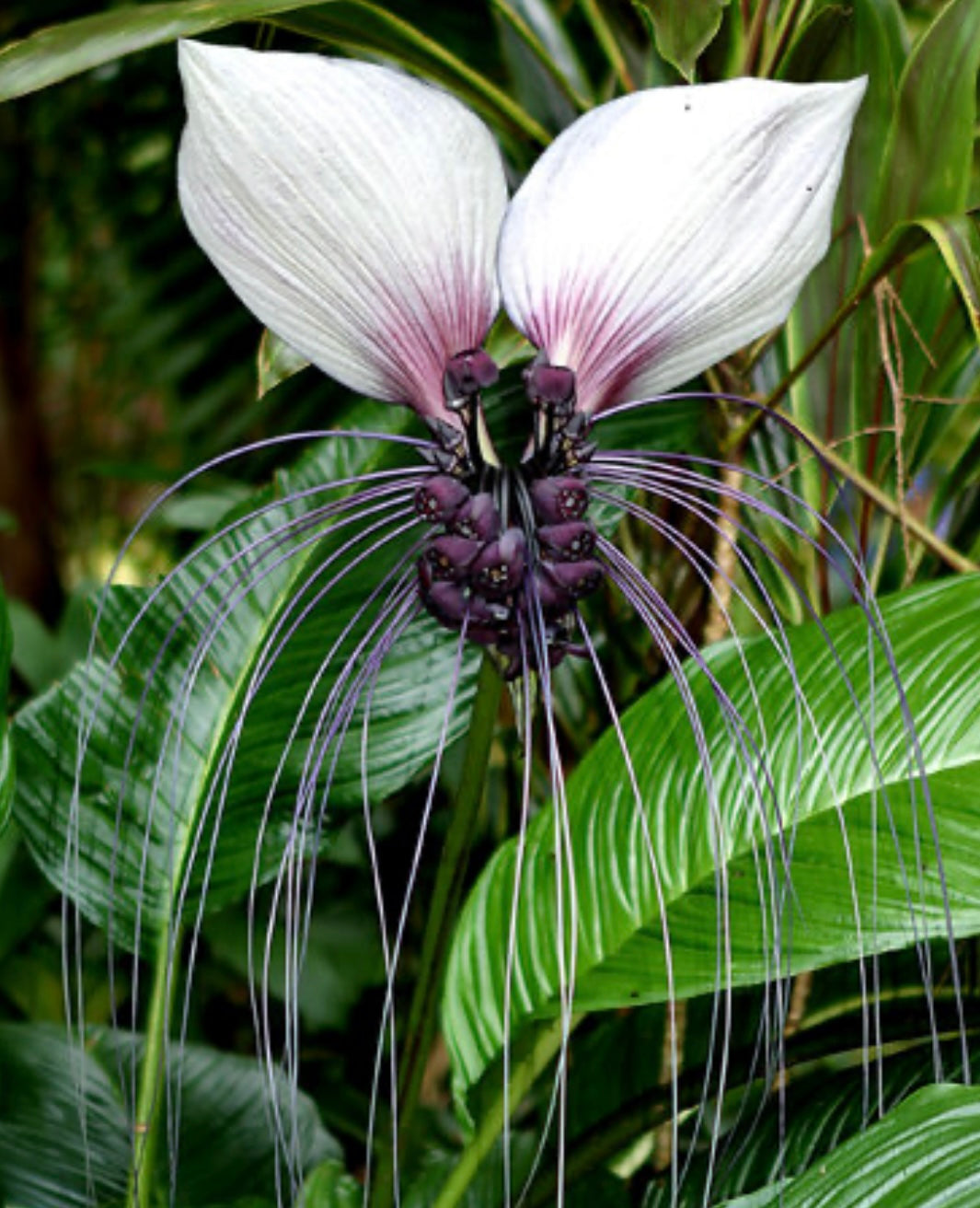 Tacca Chantrieri (Bat Plant)